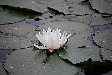 《荣誉勋章》《荣誉勋章：战士》在线服务将于2023年关闭